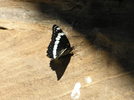 photo thumbnail #12