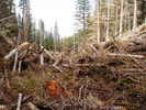 photo thumbnail #11