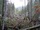 photo thumbnail #13