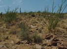 photo thumbnail #7
