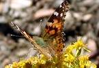 photo thumbnail #6
