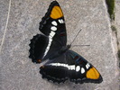 photo thumbnail #7