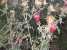 photo thumbnail #4