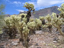 photo thumbnail #5
