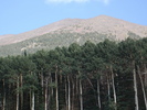 recent photo