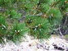 photo thumbnail #12