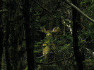photo of comment