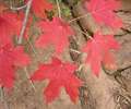 photo thumbnail #9