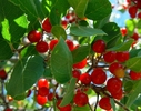 photo thumbnail #4