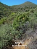 photo of comment
