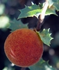photo thumbnail #7