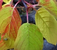 photo thumbnail #8