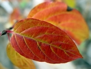 photo thumbnail #10