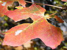 photo thumbnail #11
