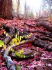 photo thumbnail #1