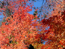 photo thumbnail #11