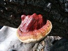 photo thumbnail #13