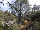 recent photo