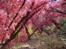 photo thumbnail #7