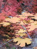 photo thumbnail #11
