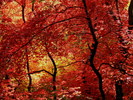 photo thumbnail #15