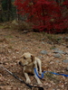 photo thumbnail #8