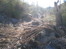 photo thumbnail #4