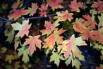 Featured Detail Photo
