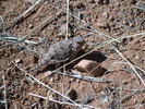 photo thumbnail #15