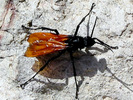 photo thumbnail #12