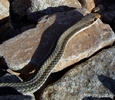photo of comment