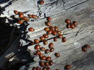 photo thumbnail #5