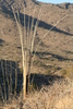 photo of comment