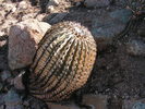 photo thumbnail #4