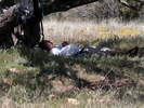 photo thumbnail #8