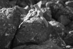 photo thumbnail #15