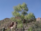 photo thumbnail #8