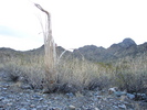 photo thumbnail #4