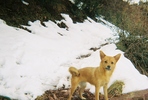 photo of comment