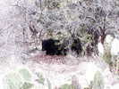 recent photo