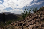 photo thumbnail #8