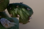 photo thumbnail #4