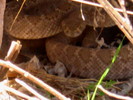photo of comment