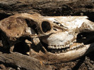 photo thumbnail #4