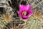 photo thumbnail #5