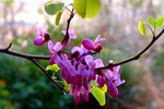 photo thumbnail #12