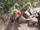 photo thumbnail #2