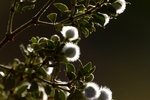 photo thumbnail #8