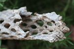 photo thumbnail #10