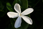 photo thumbnail #13